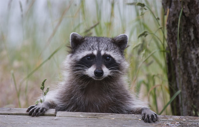 Rebecca - White House Raccoon
